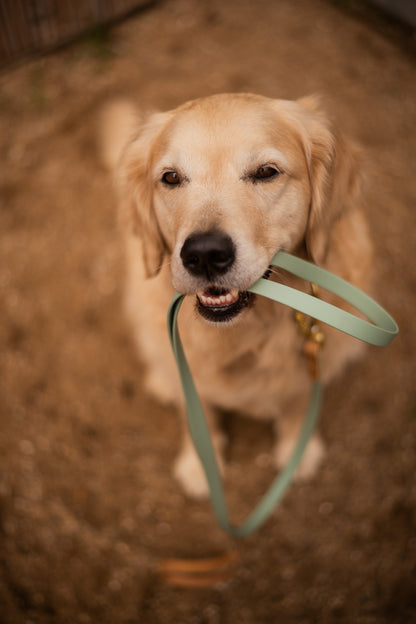 The Lizz Collar - Sage Green
