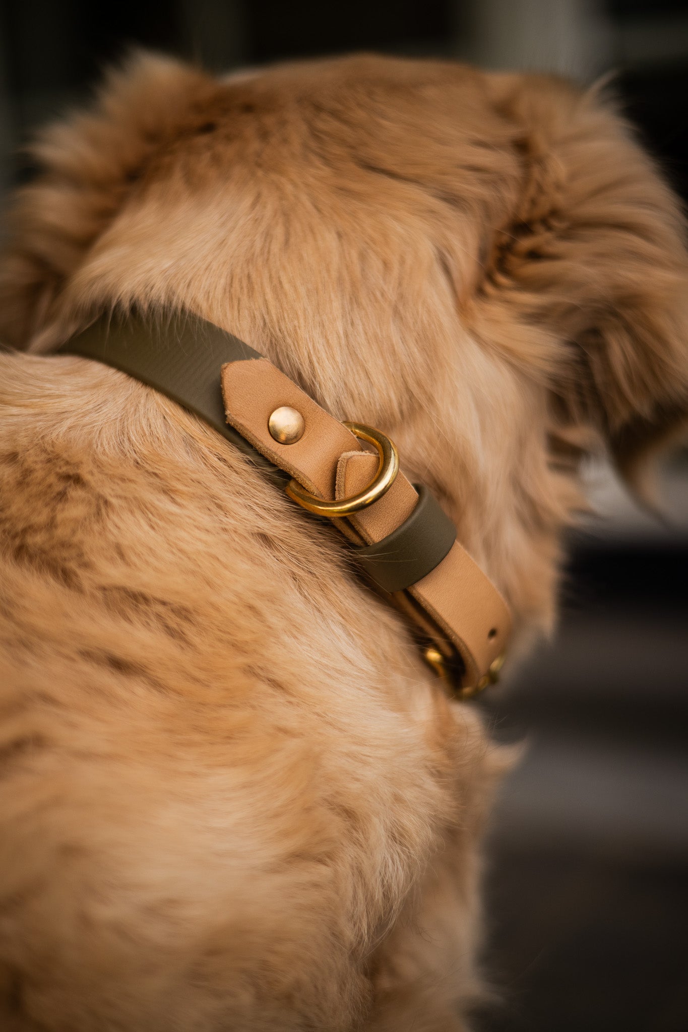 The Lizz Collar - Olive Moss
