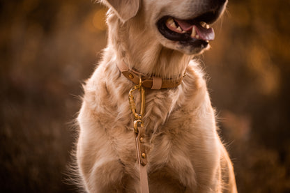 The Lizz Collar - Golden Tan