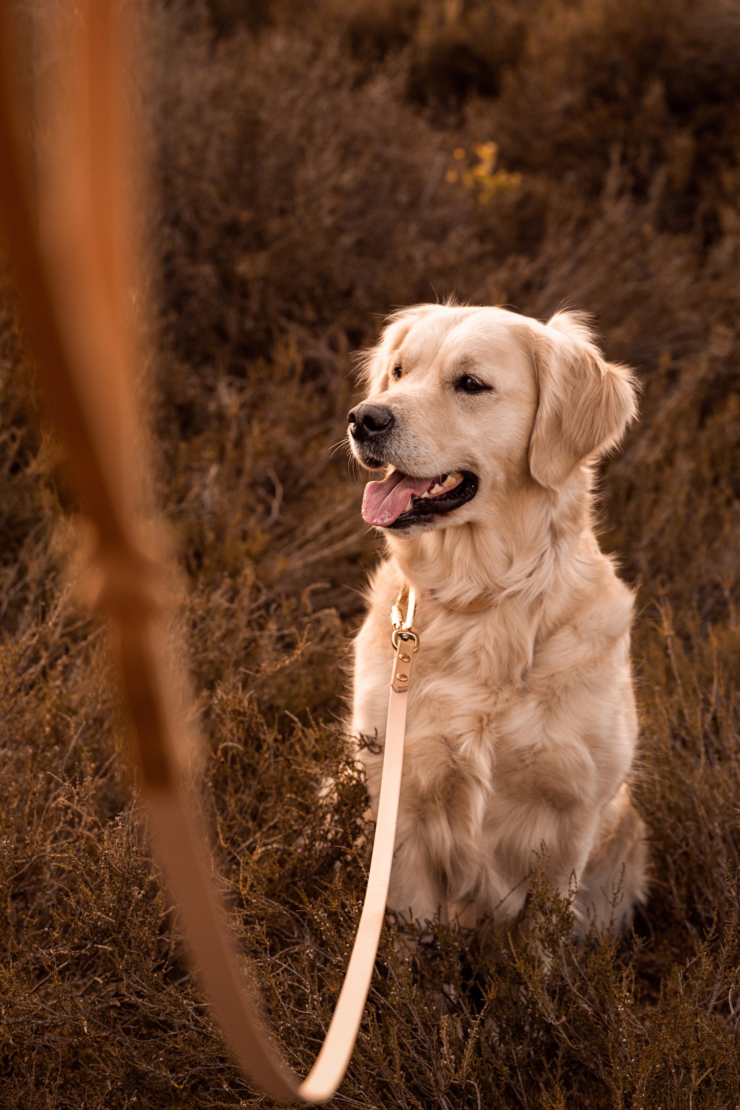 The Lizz Collar - Golden Tan